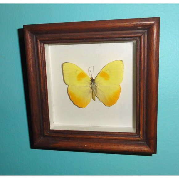 Vintage Wood Framed Orange Sulphur Butterfly oddity curiosity insect bug - Picture 5 of 13